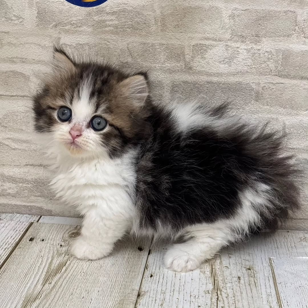 Nacho