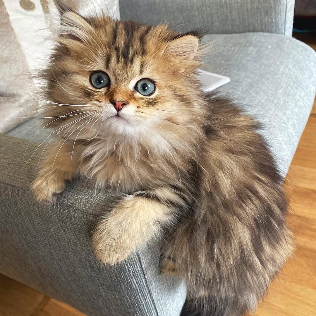 Teddy