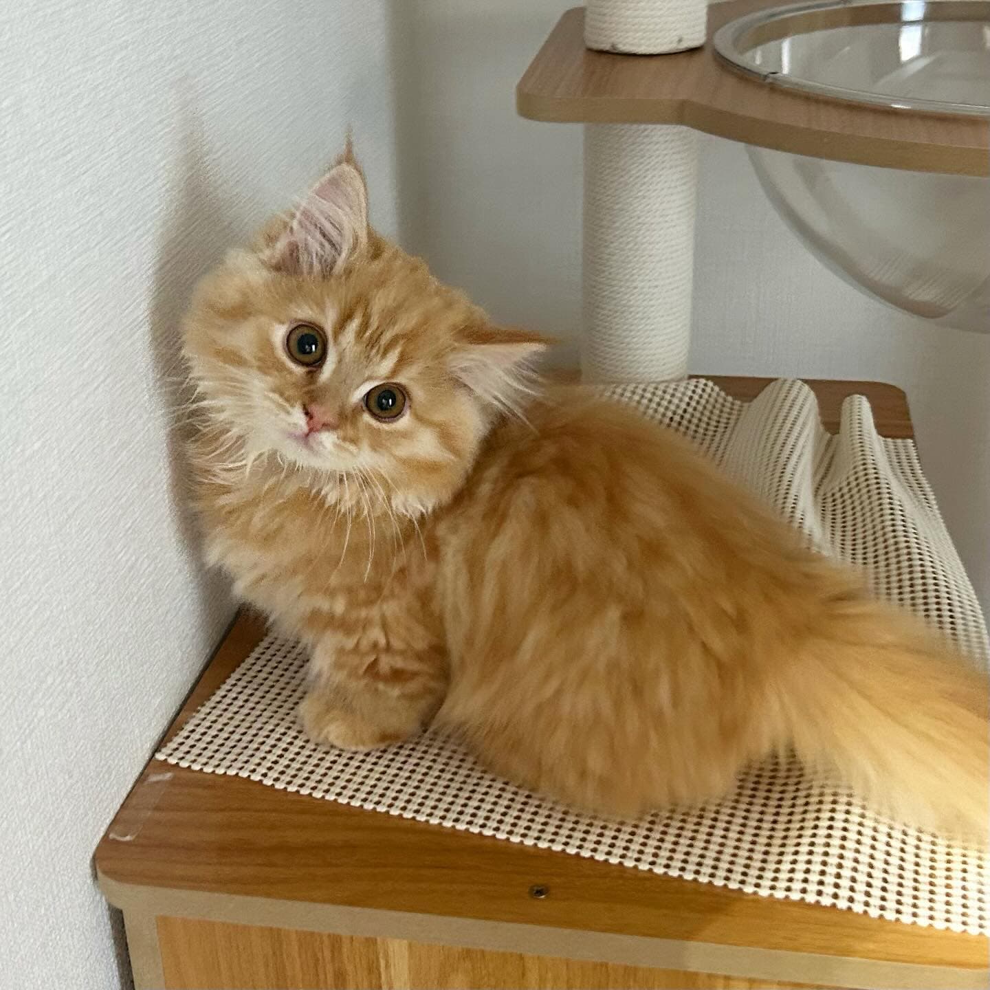 Gus