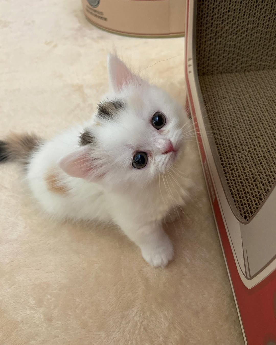 Zoe