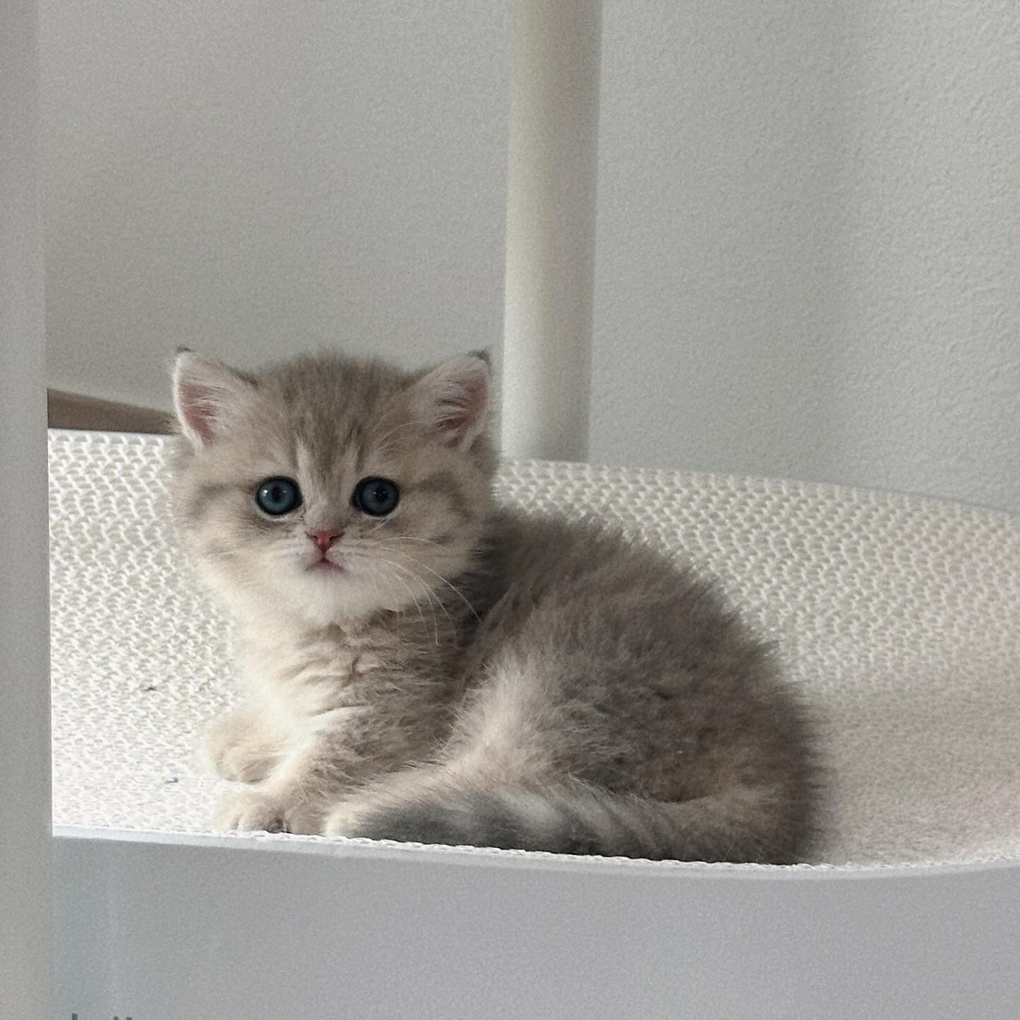 Peanut