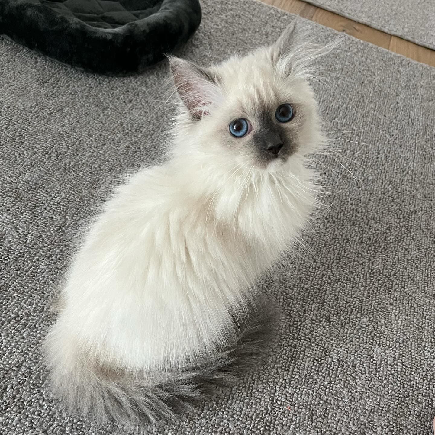 Mia