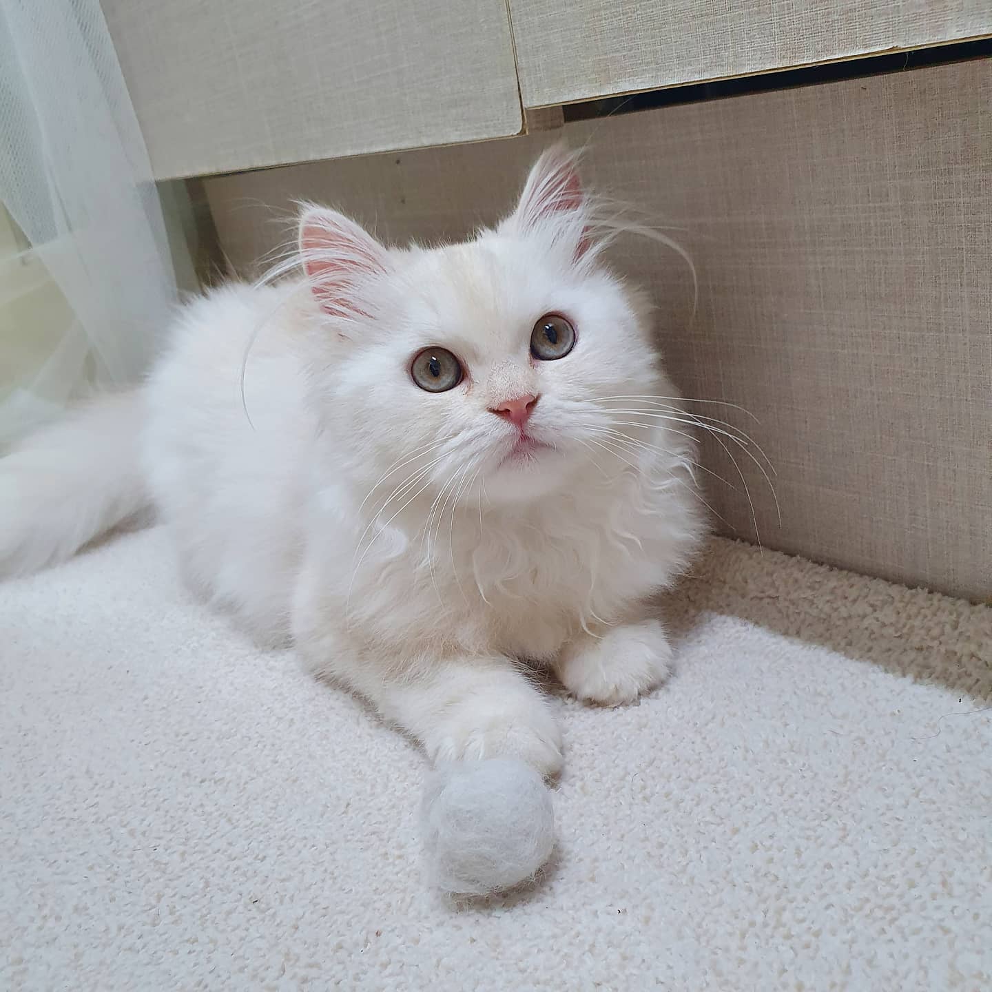 Archie