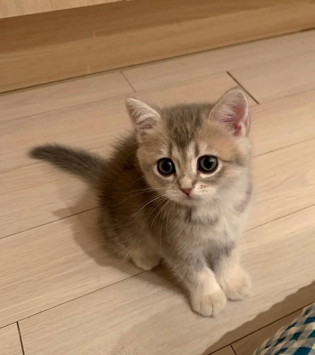 Kiki