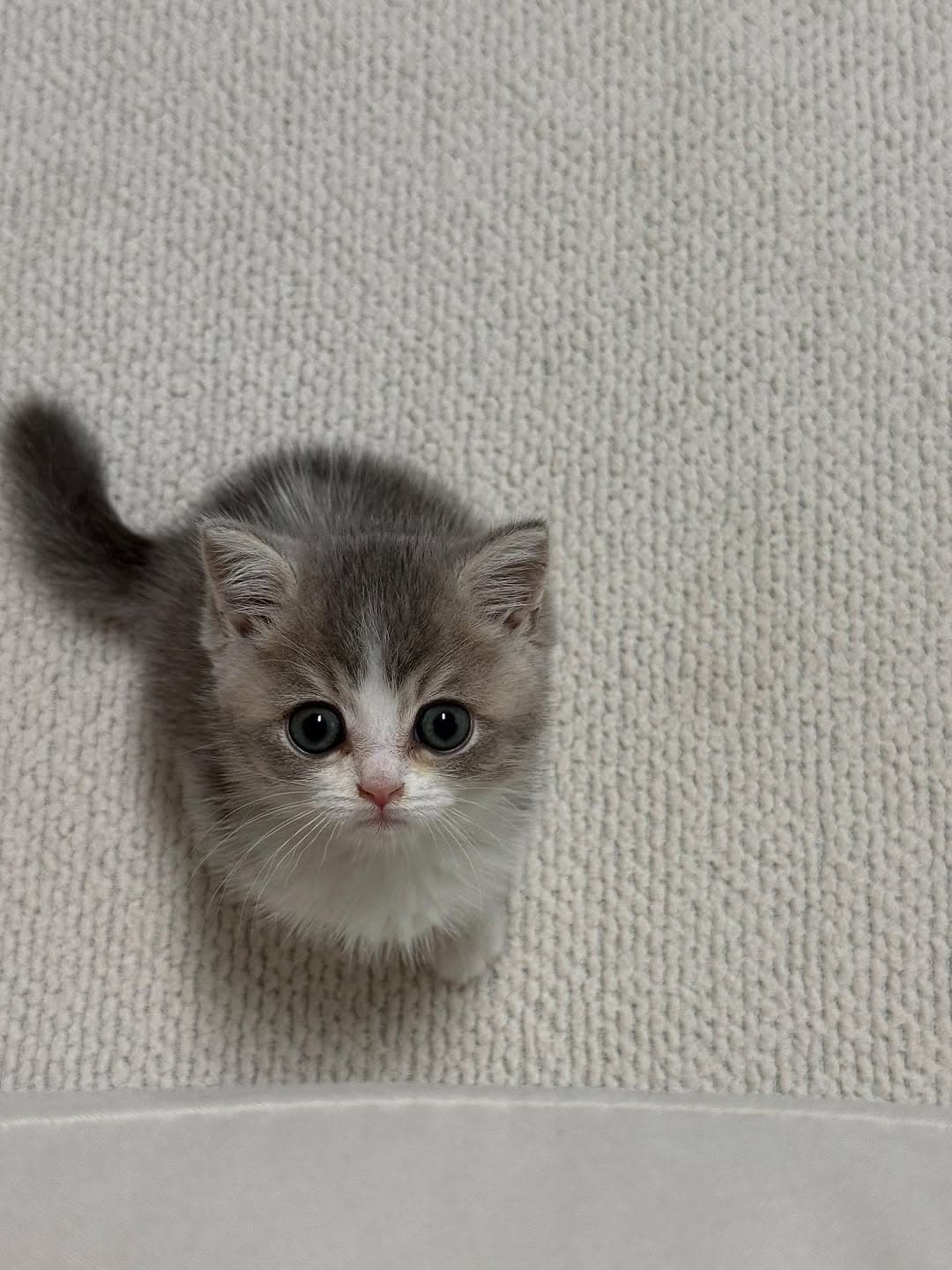Izzy