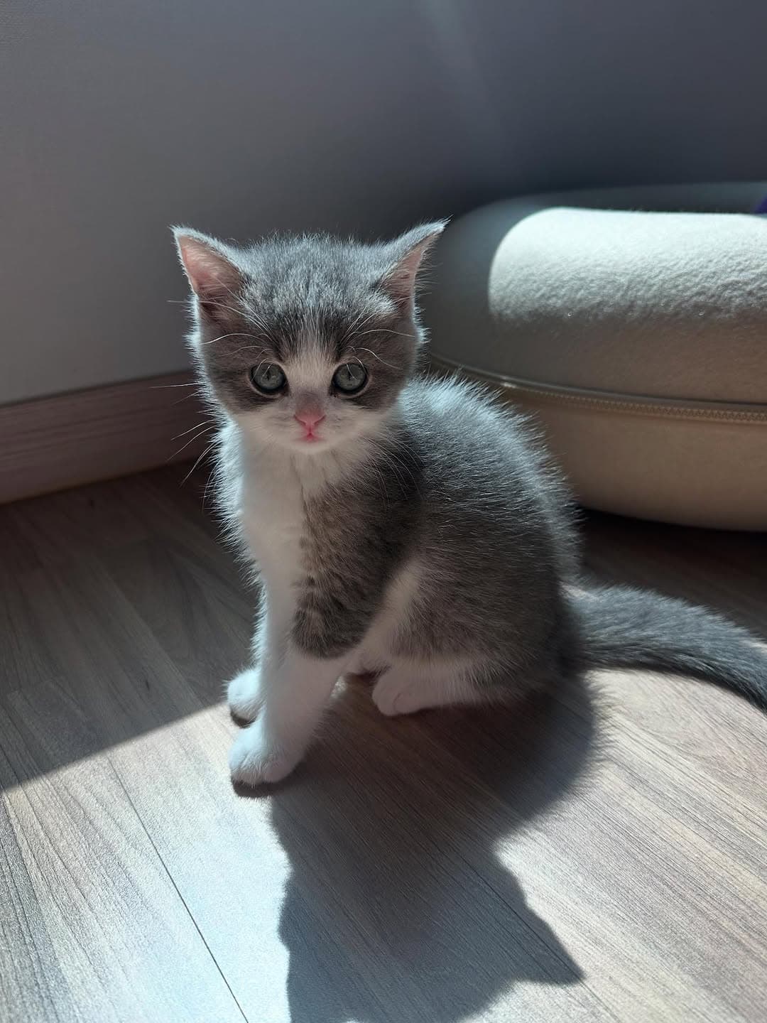 Chico