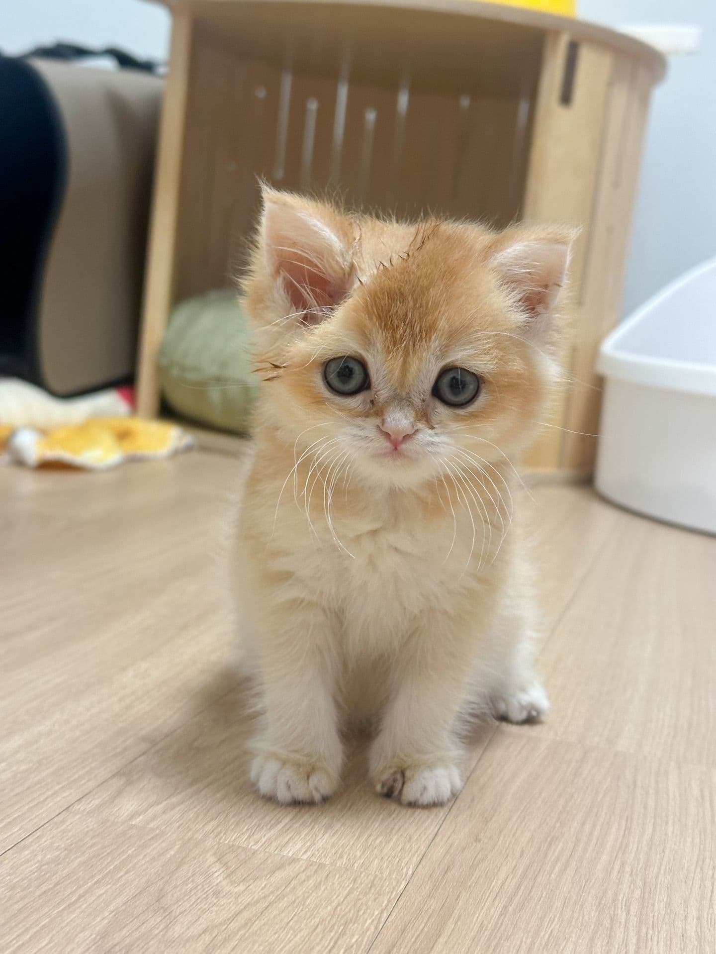 Coco