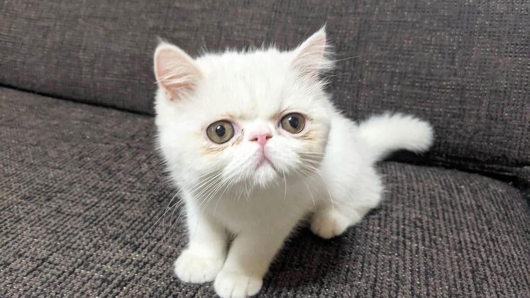 Tofu