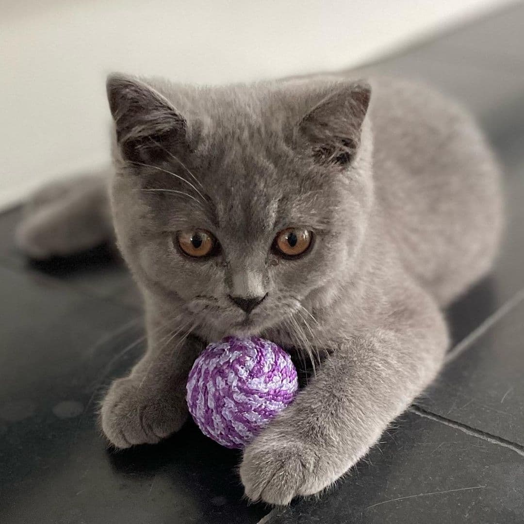 Tango