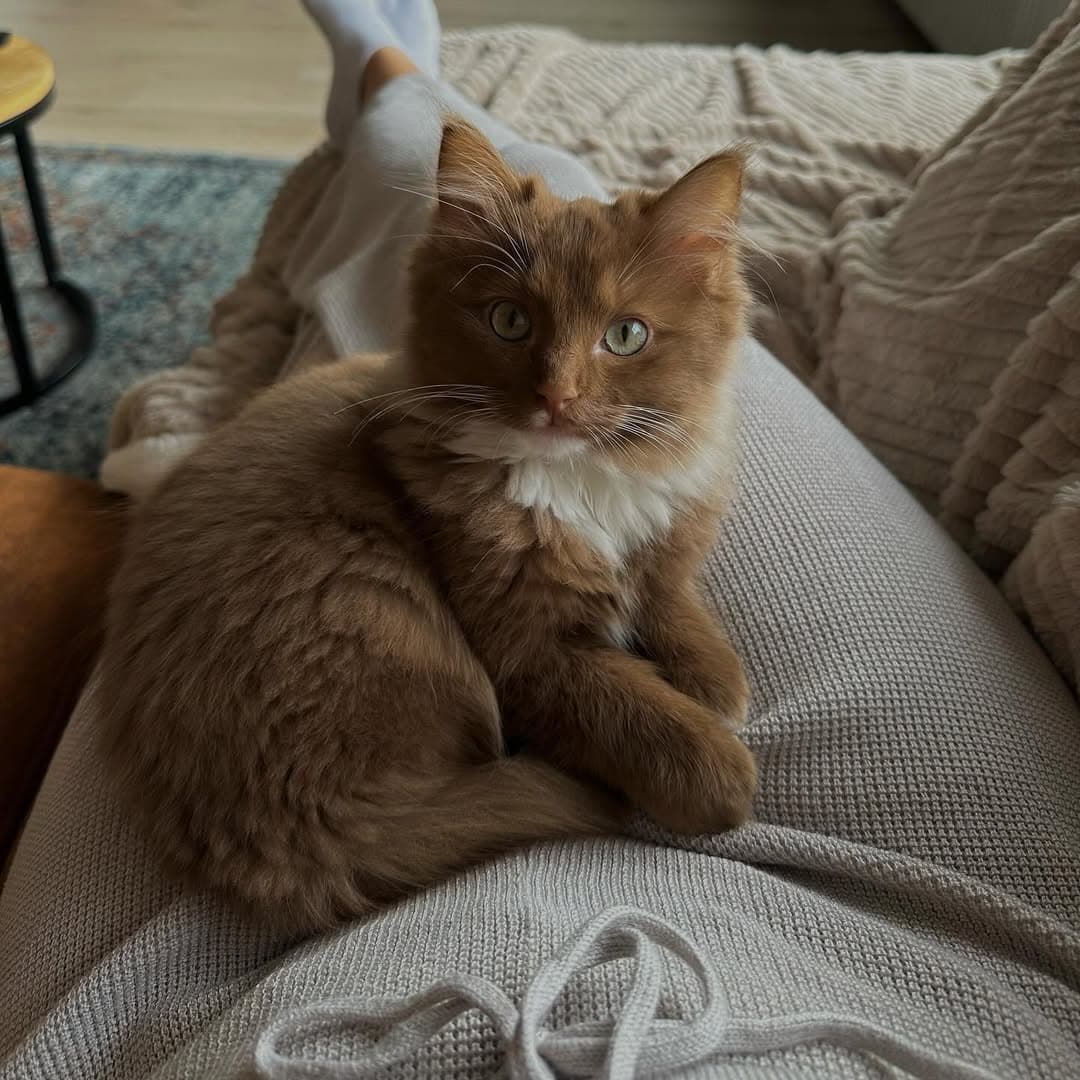 Muffin