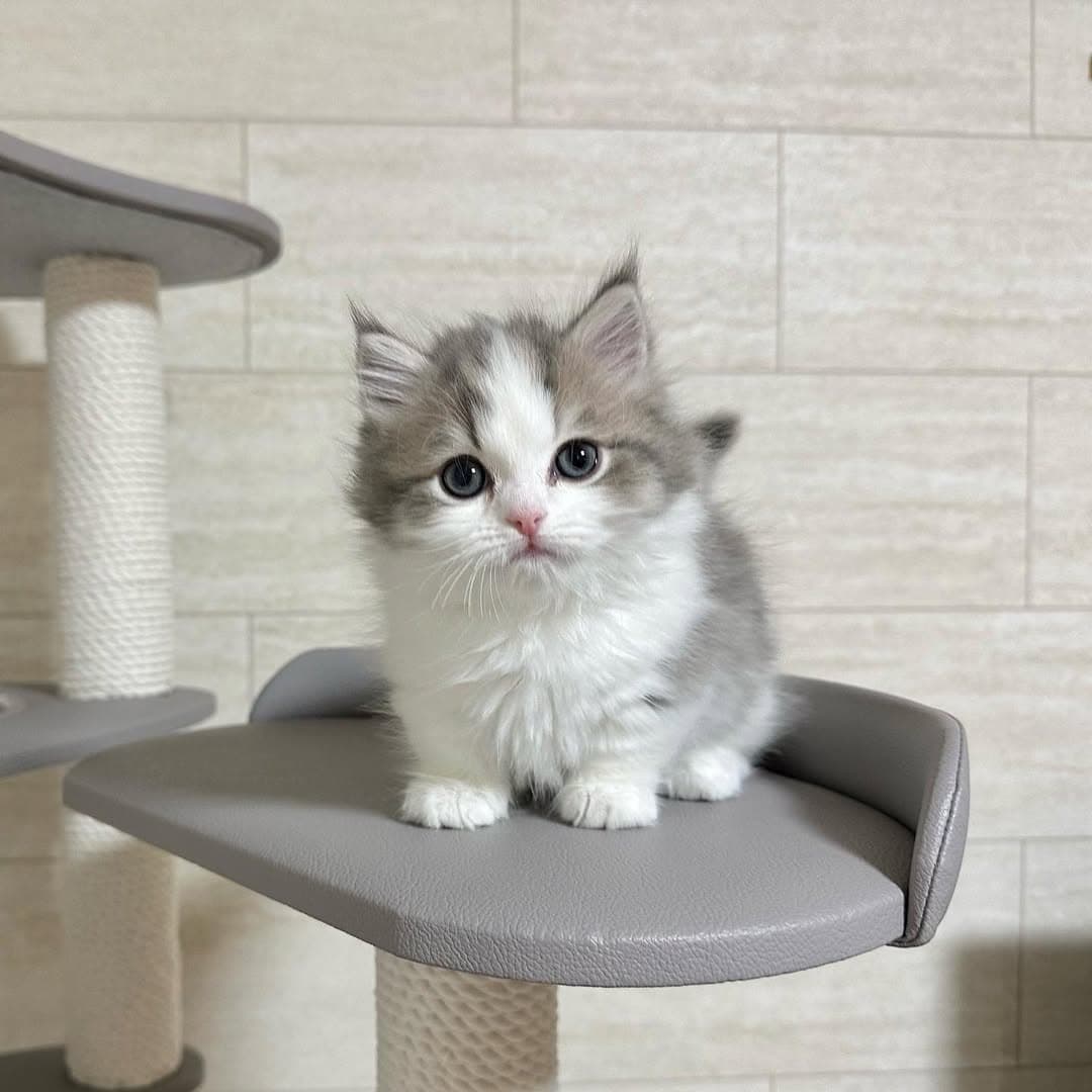 Milo