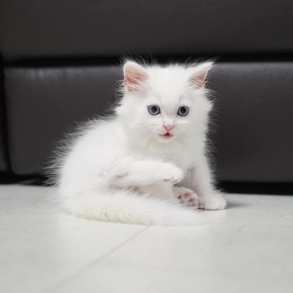 Elvis