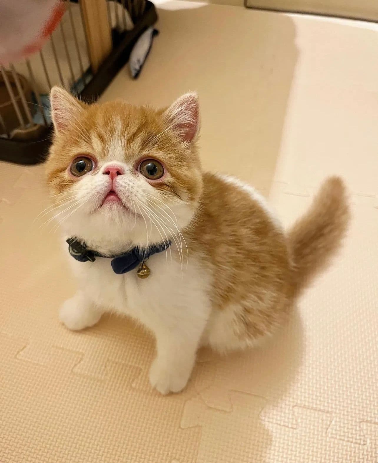 Exotic Shorthair