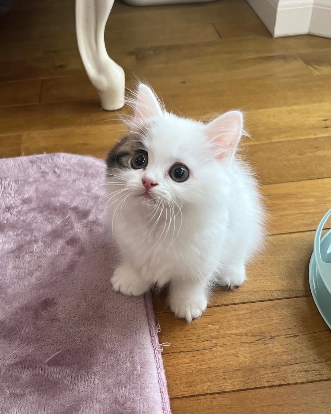 Sammy