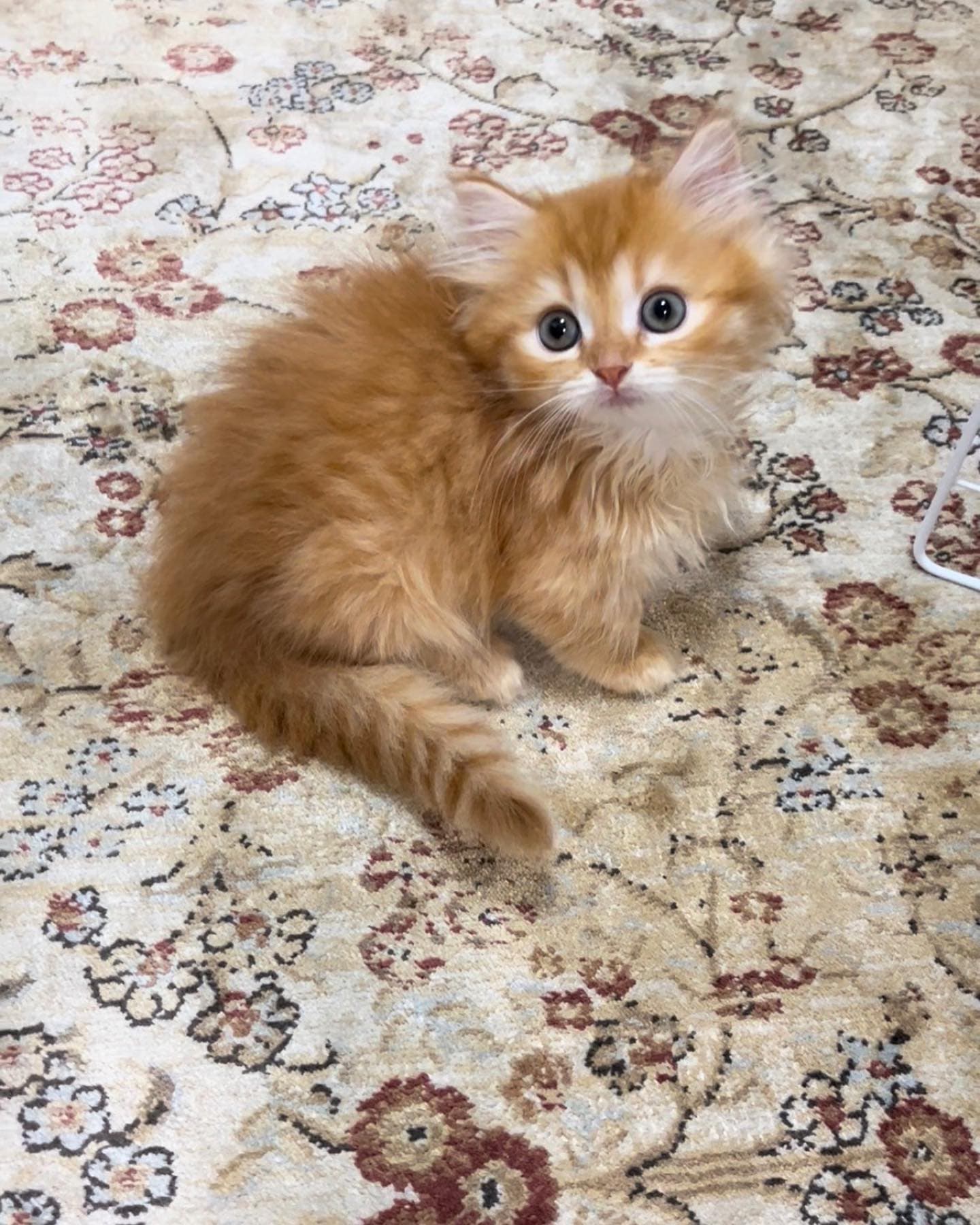 Bruno