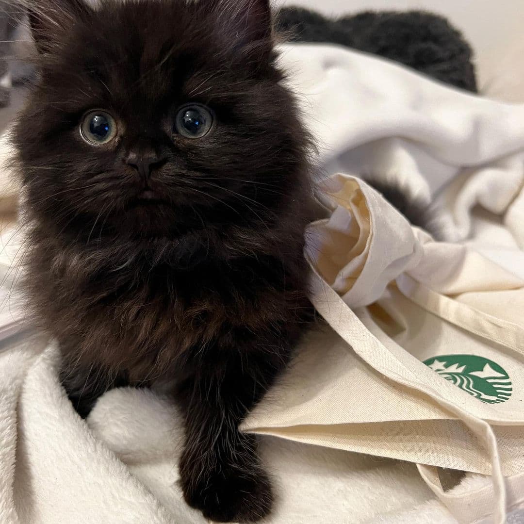 Pixel