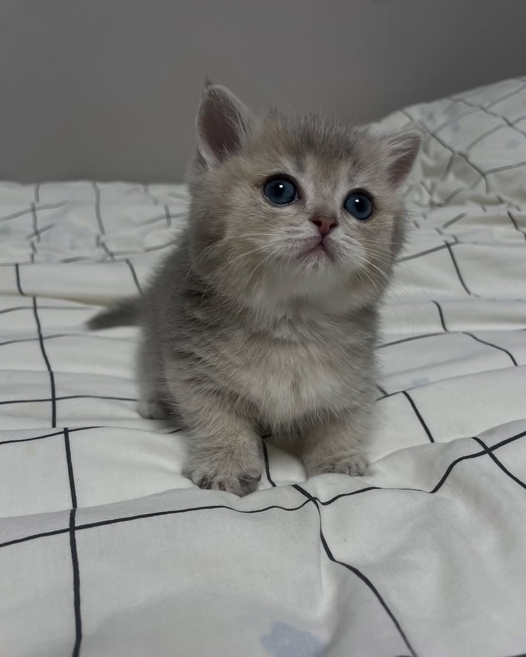 Louie