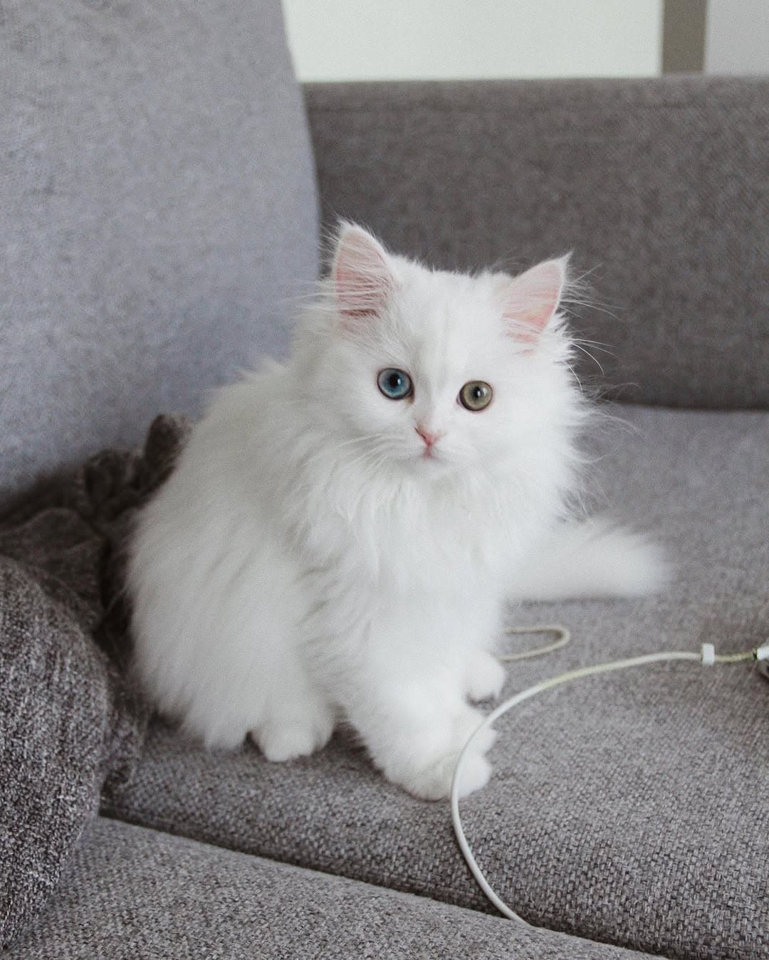 Diva