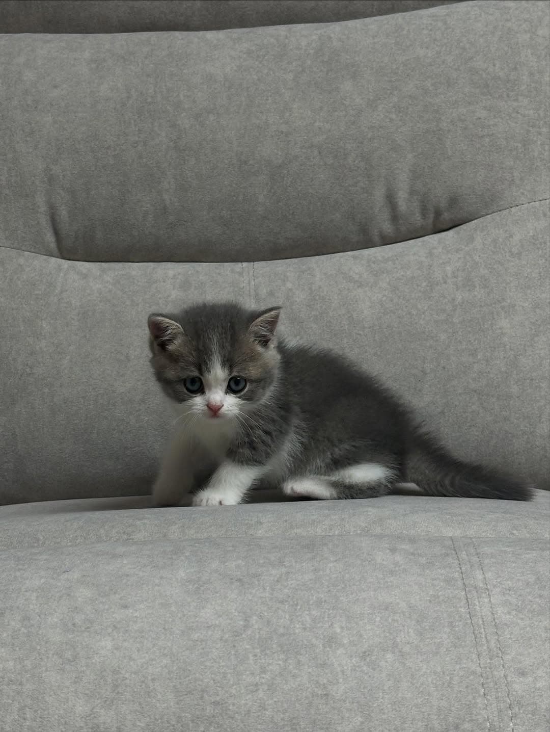 Oreo