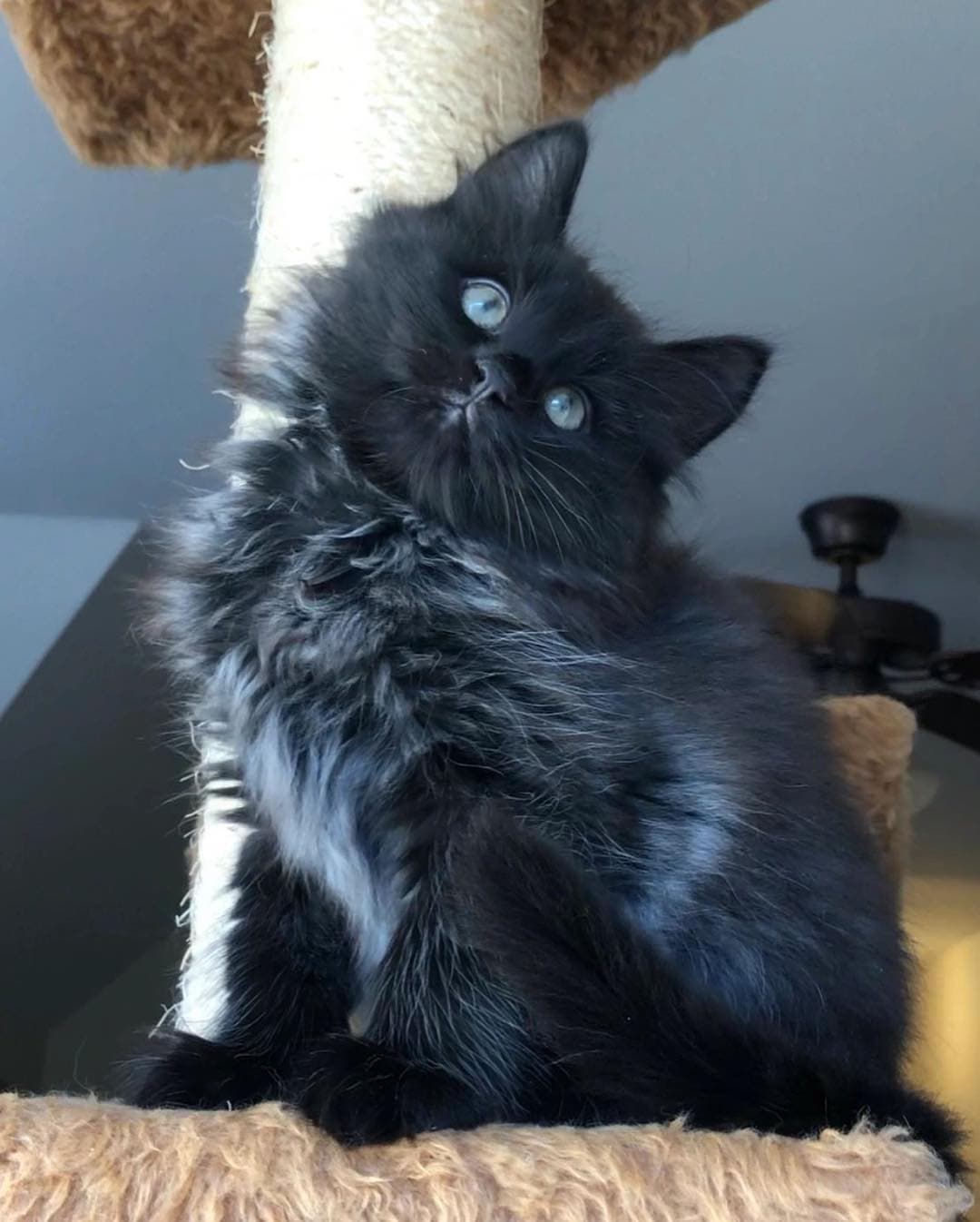 Basil