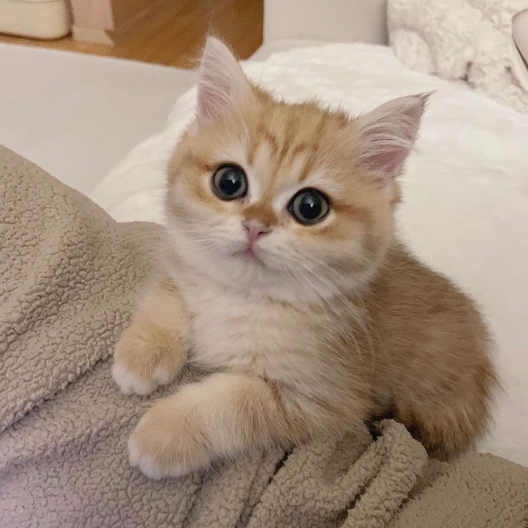 Oliver