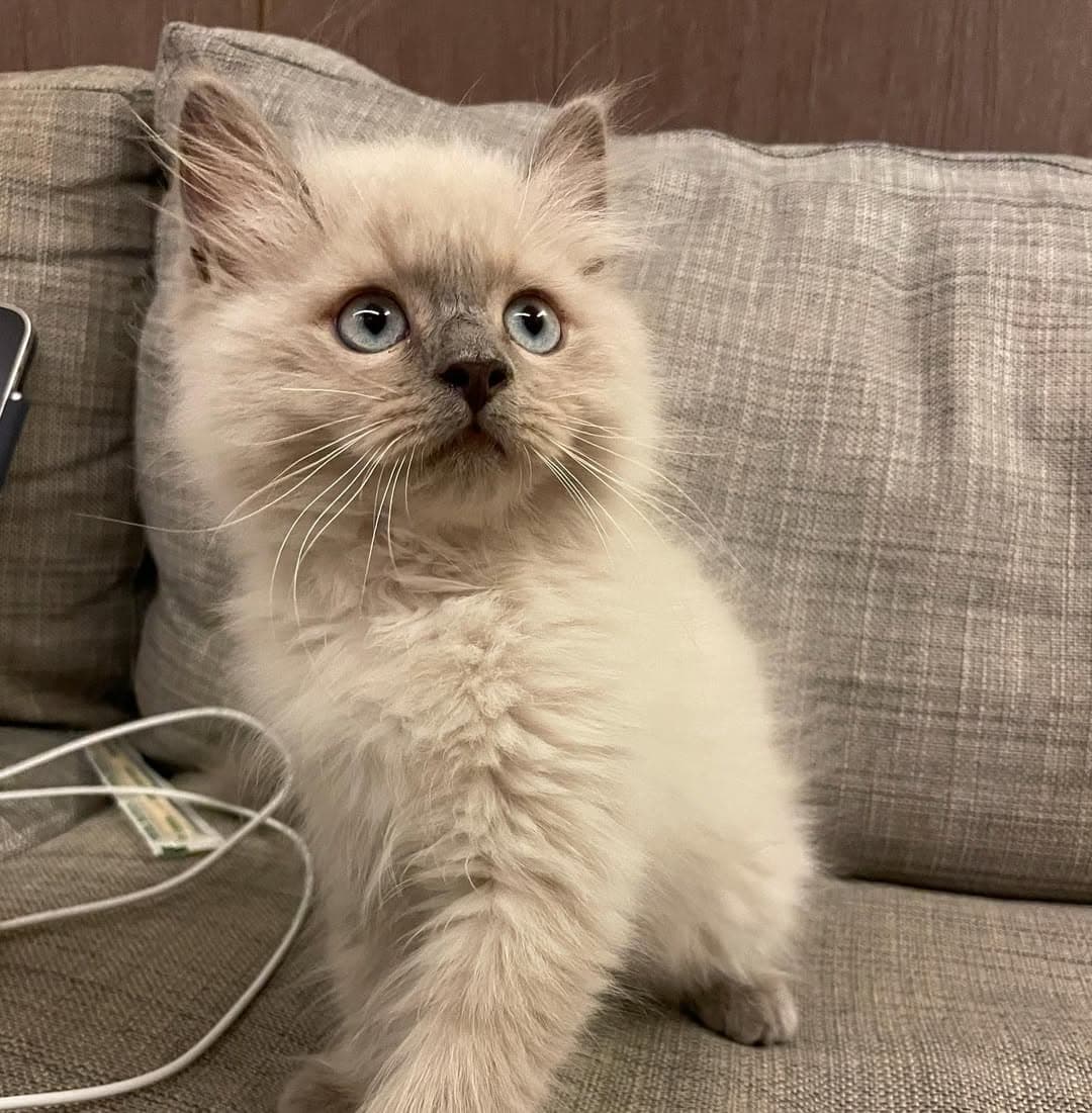 Fifi
