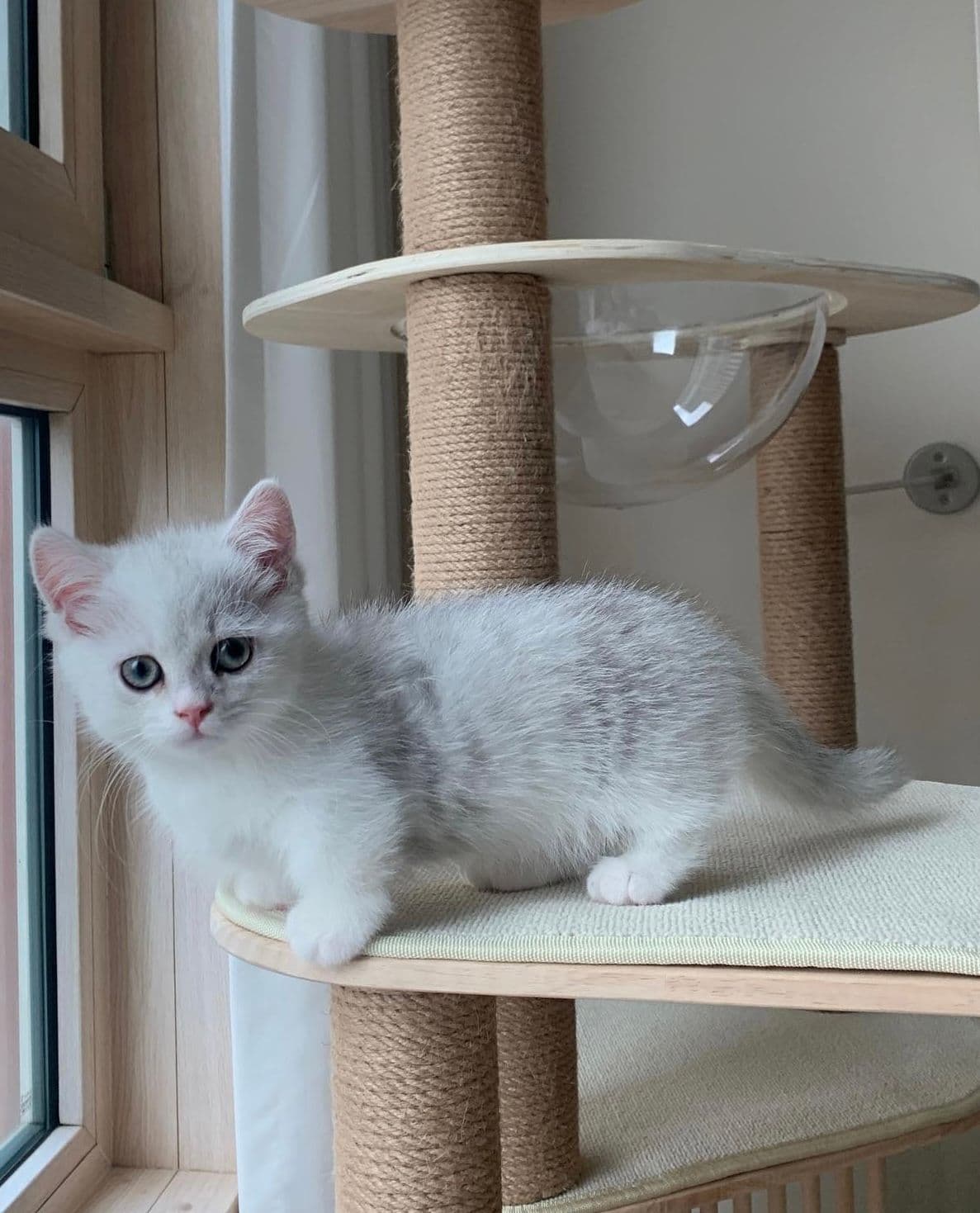 Munchkin