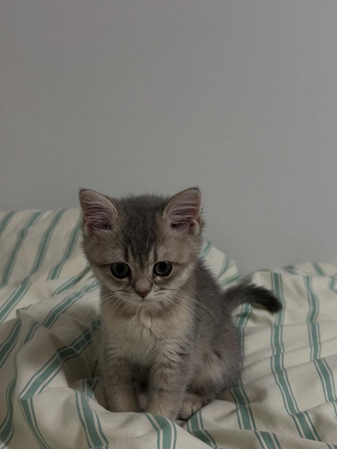 Remy