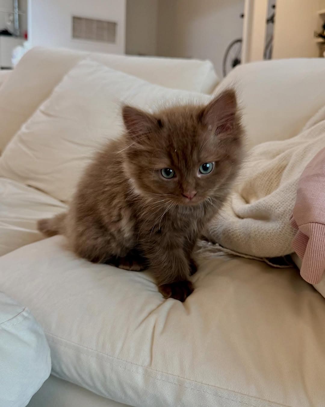 Loki