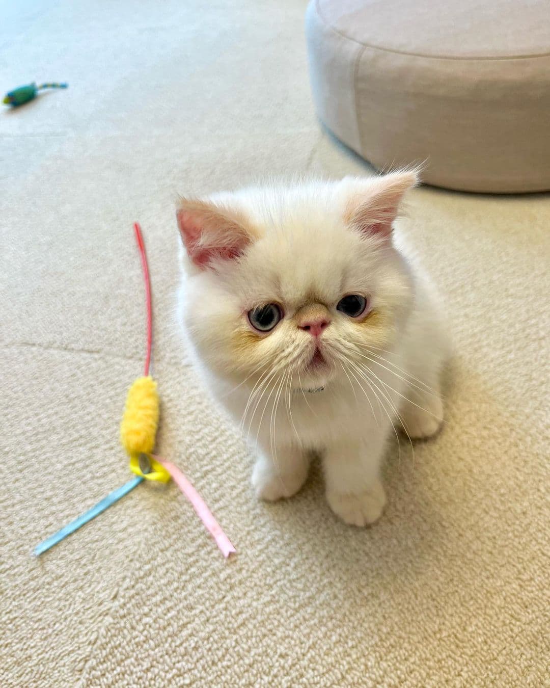 Mochi