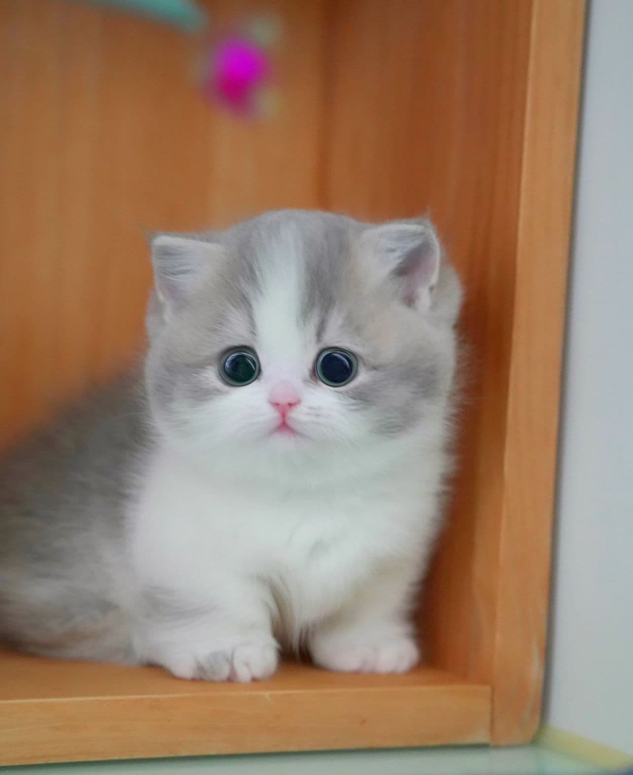 Nala