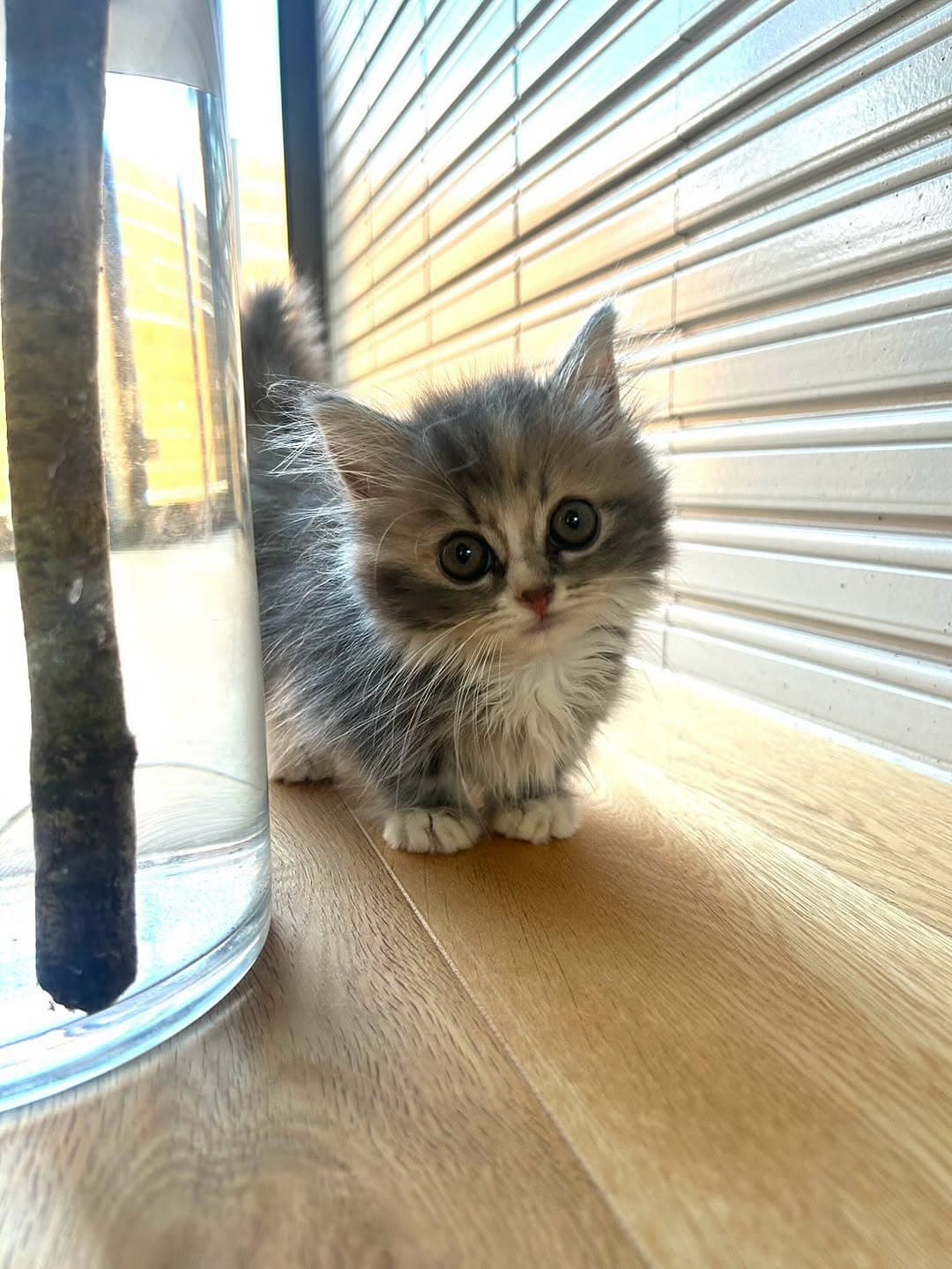 Gigi