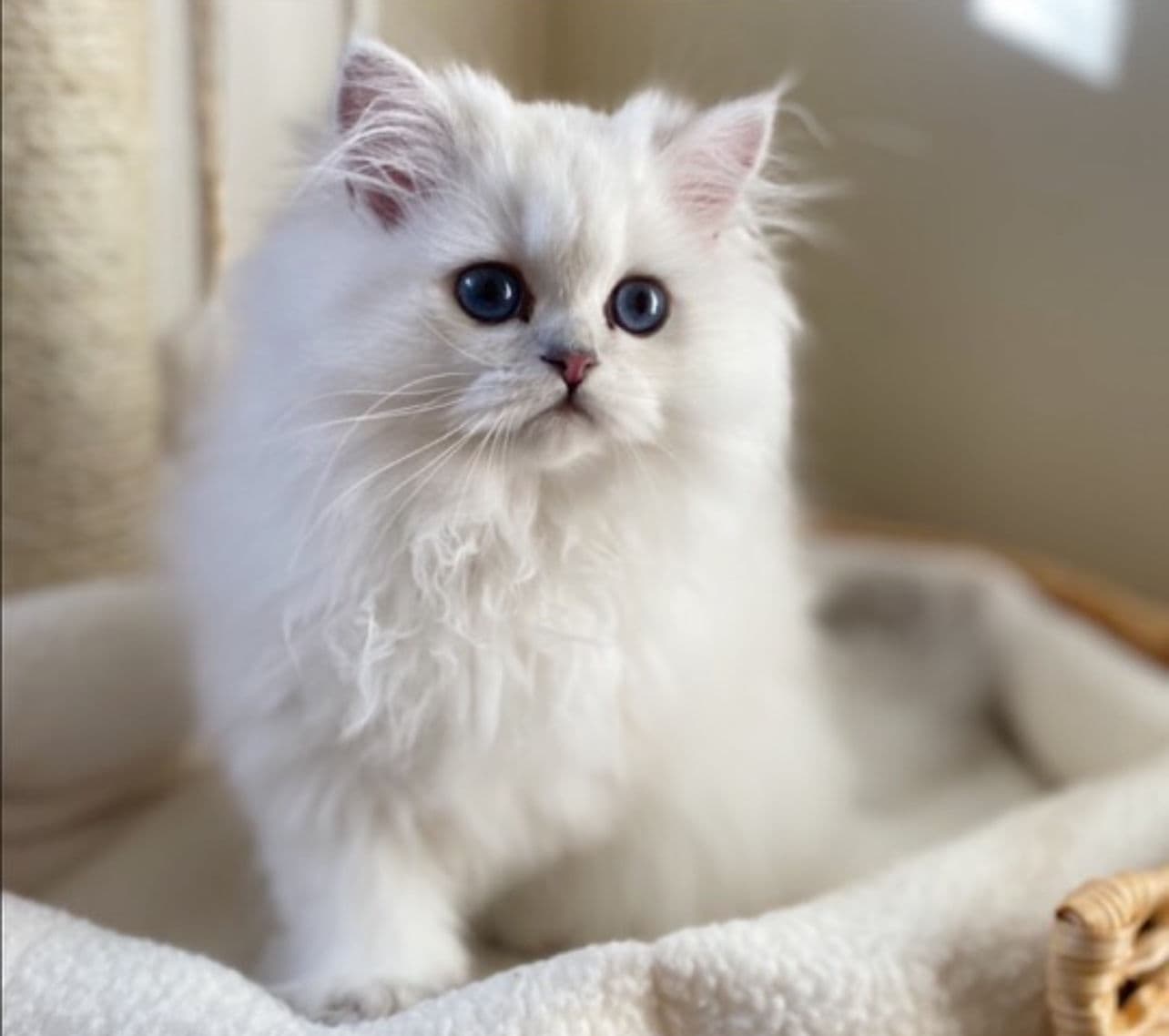 Kiki