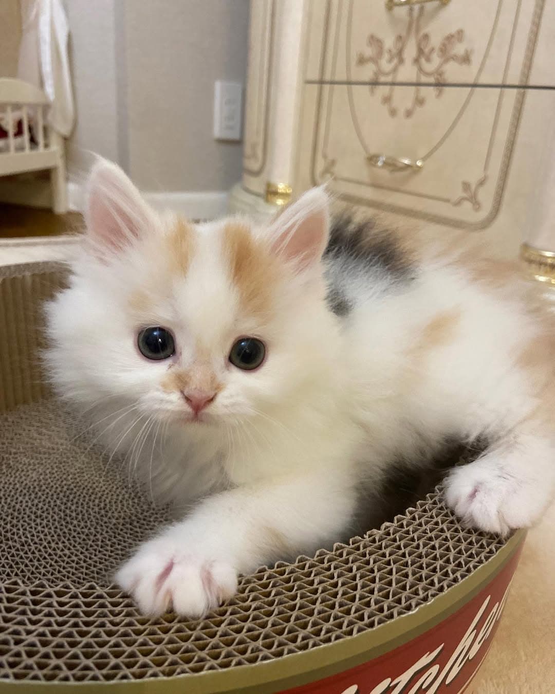 Beau