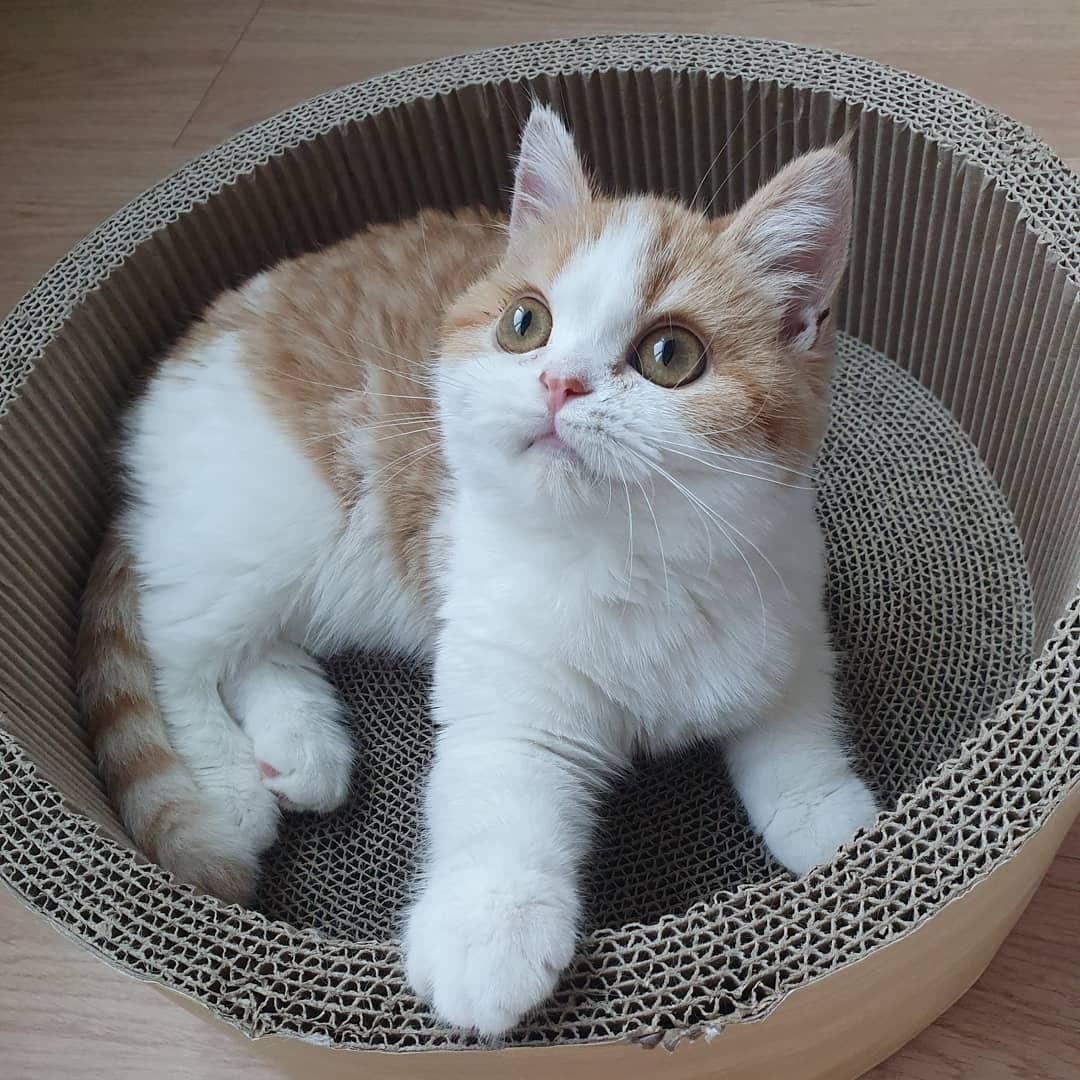 Atlas