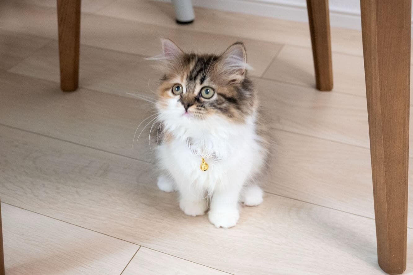 Momo