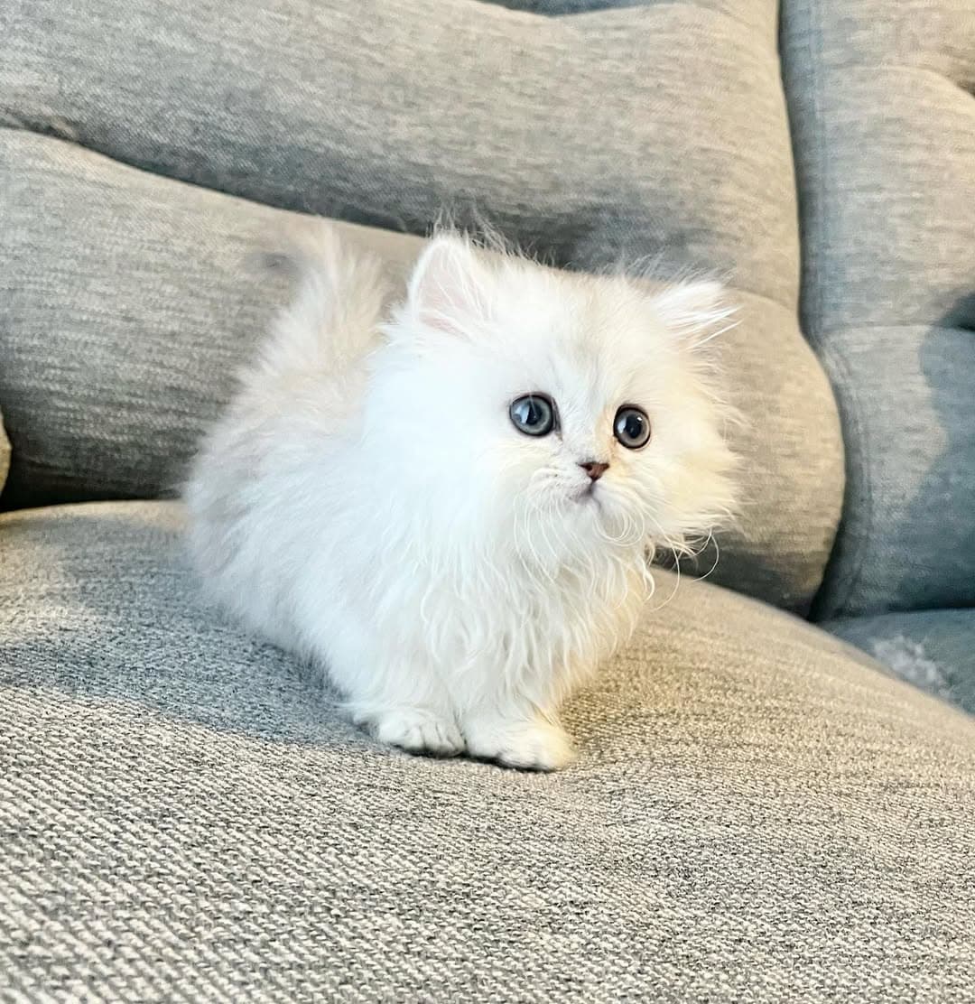 Avril