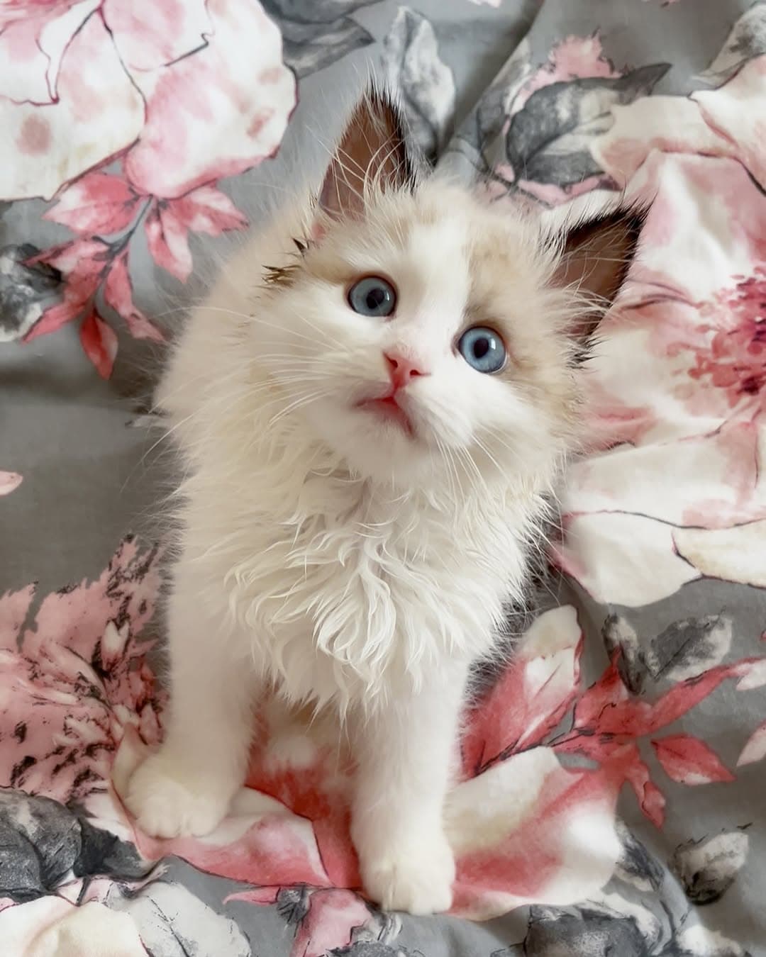 Rosie