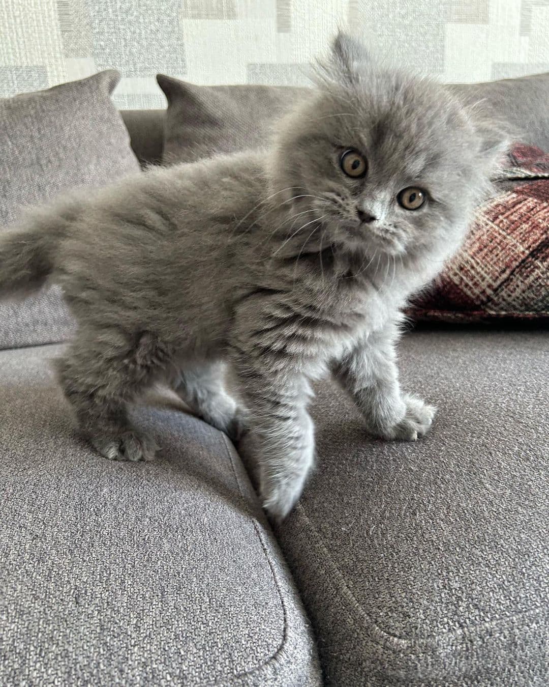 Hazel