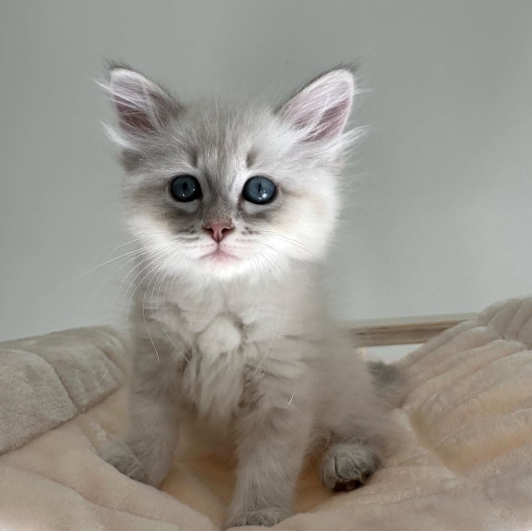 Minnie