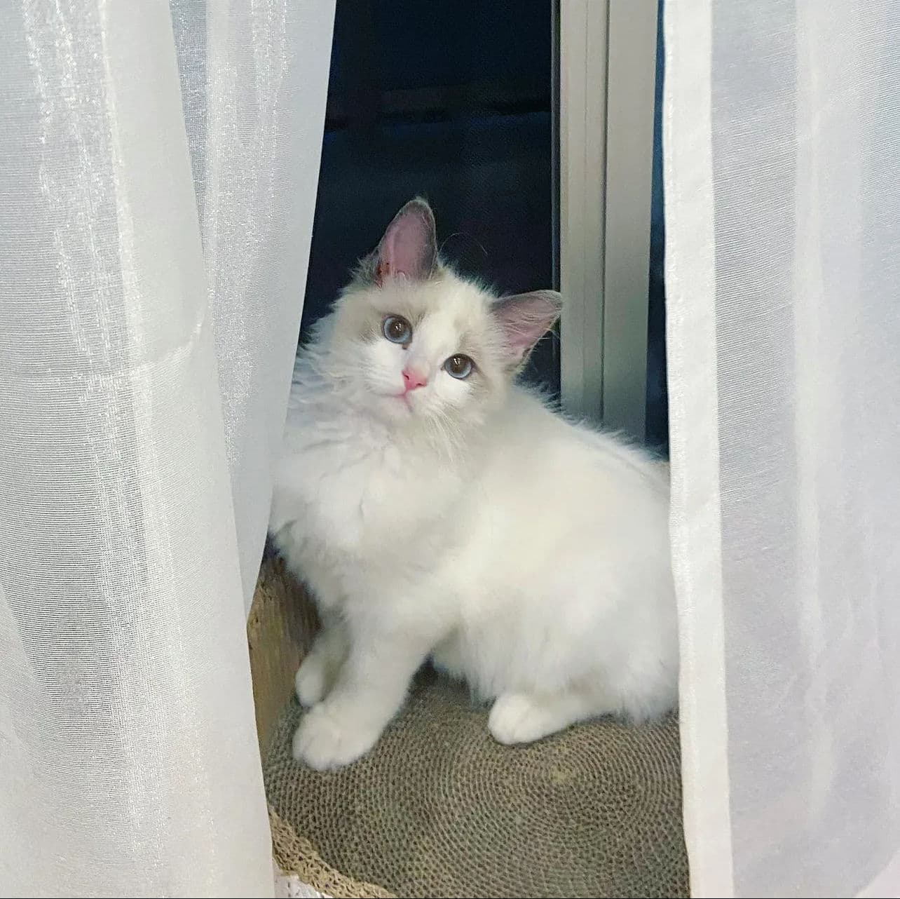 Titi