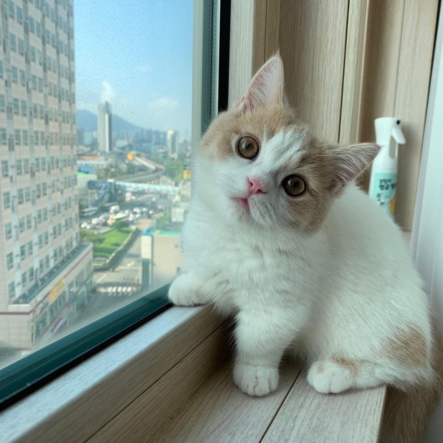 Xyla