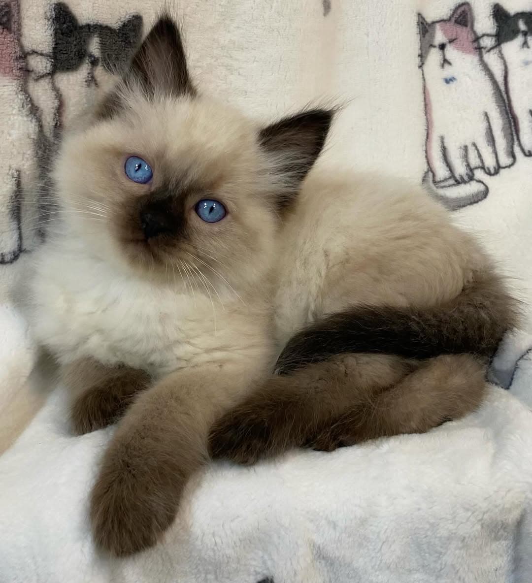 Lulu
