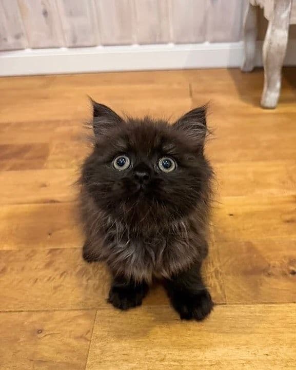 Persian