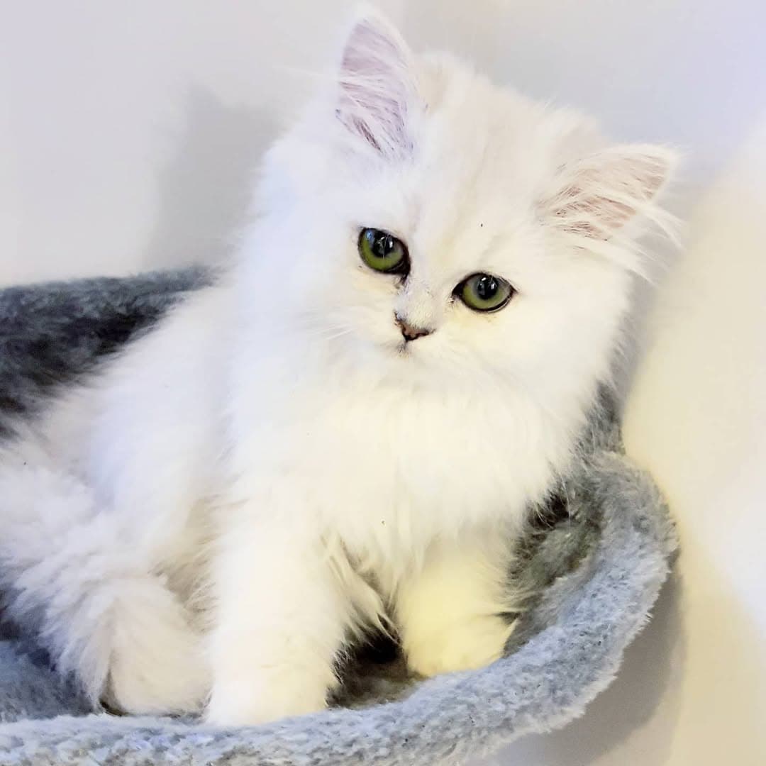 Clara