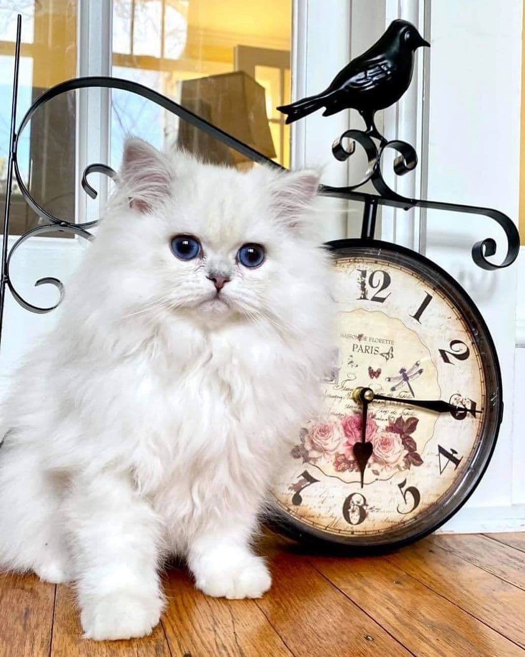 Adorable kitten